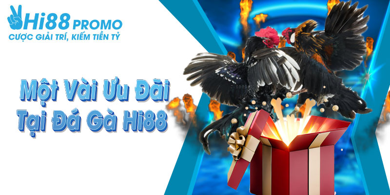 đá gà tại Hi88 Tổng hợp những ưu đãi khi tham gia sảnh cược