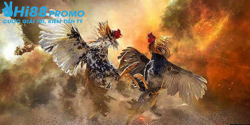 Cá Cược Đá Gà Hi88 Là Gì - Có Những Loại Hình Cá Cược Nào? 2 Tham gia cá cược đá gà tại Hi88 sẽ mang lại nhiều lợi ích cho người tham gia.