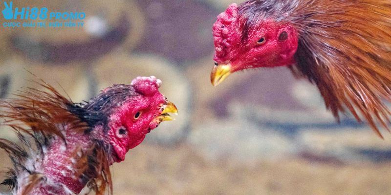 đá gà W168 Thông tin của người chơi được bảo mật tuyệt đối